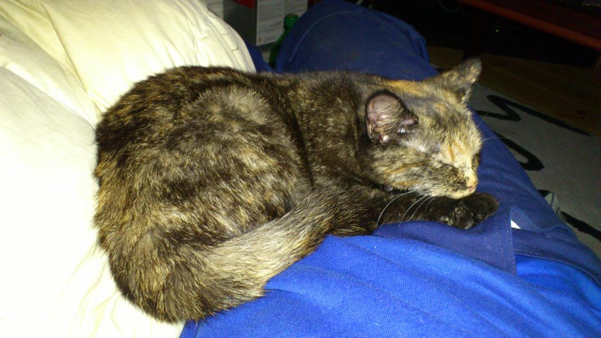 Huskat Aphrodite billede 3