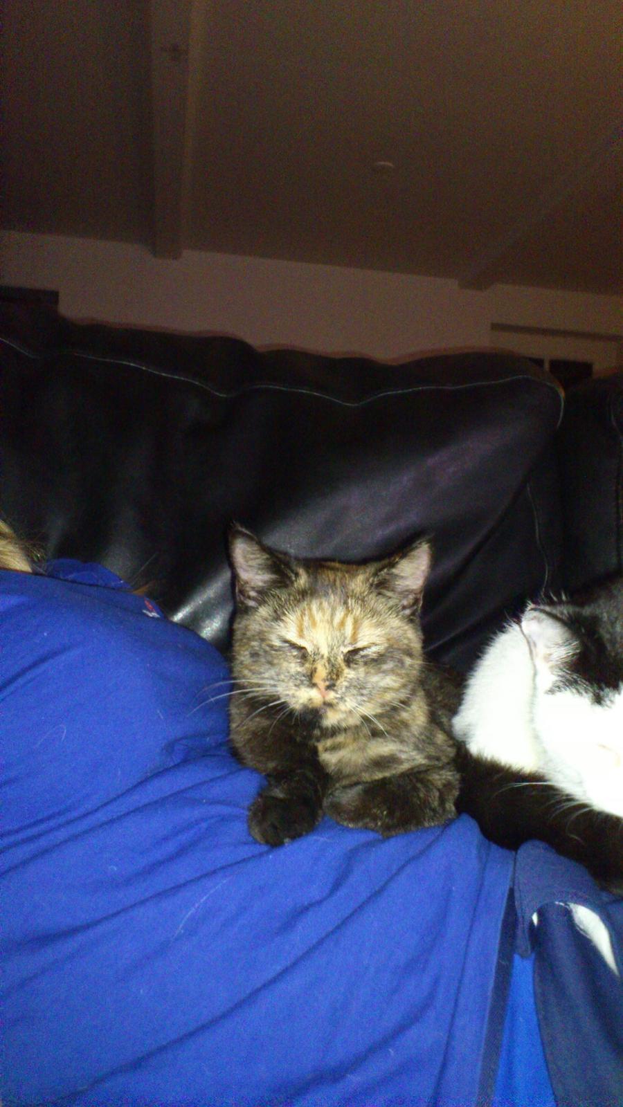 Huskat Aphrodite billede 4