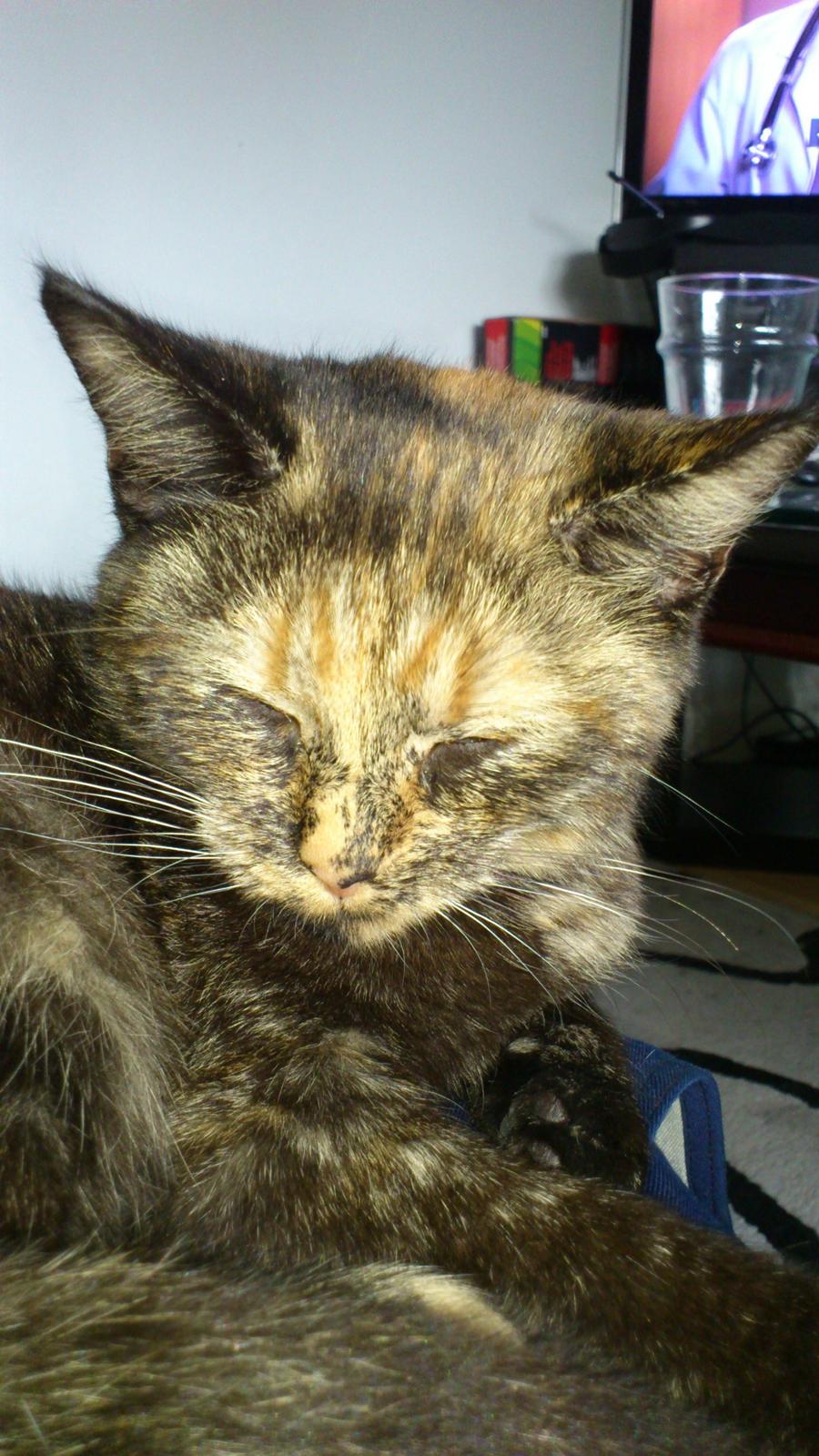 Huskat Aphrodite billede 5