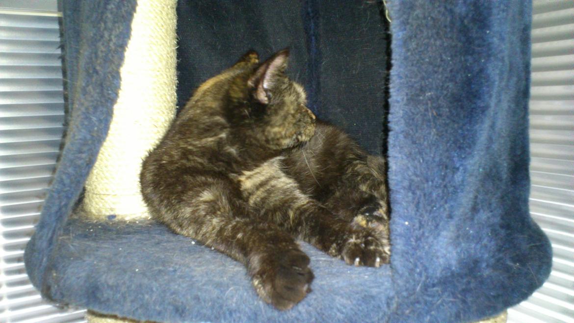 Huskat Aphrodite billede 6