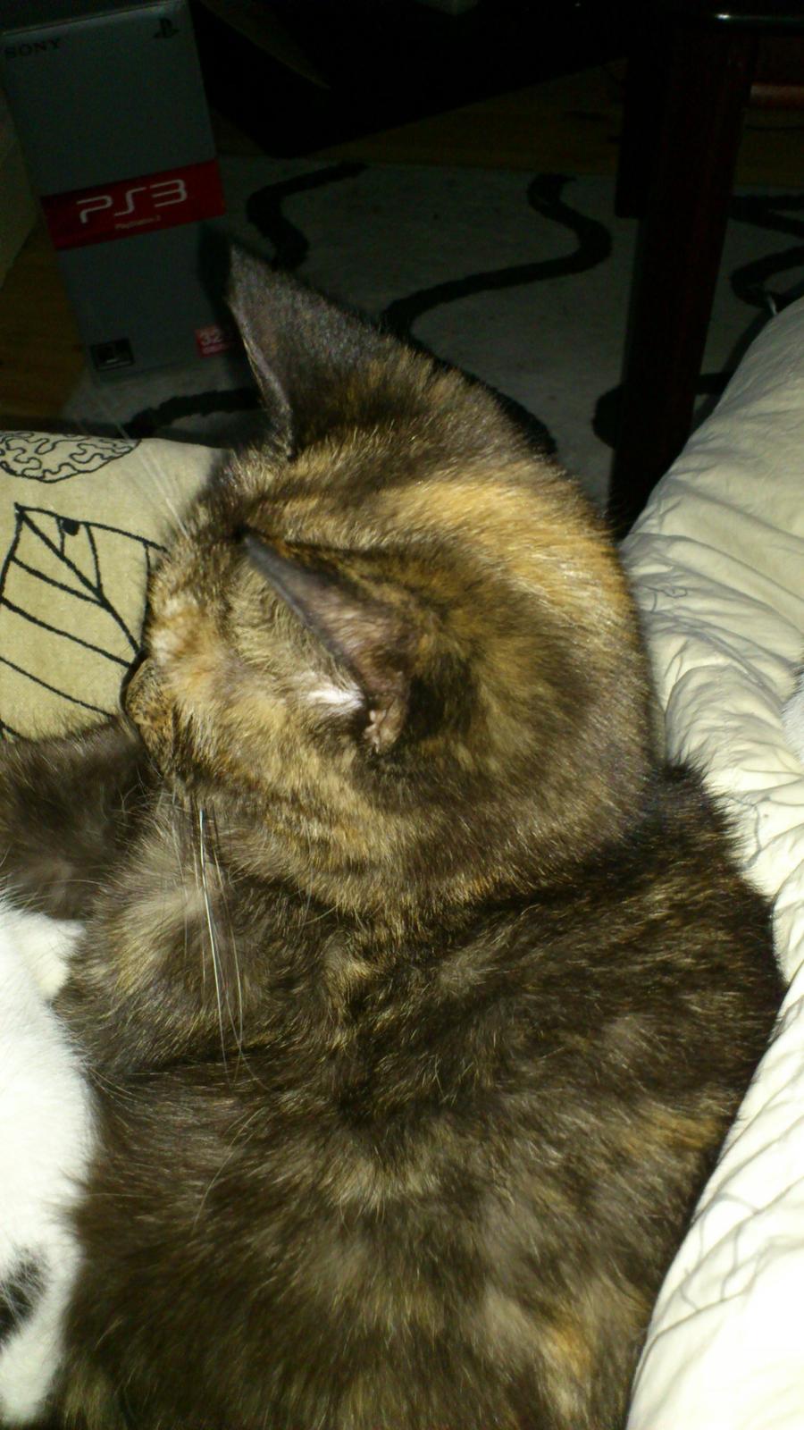 Huskat Aphrodite billede 7