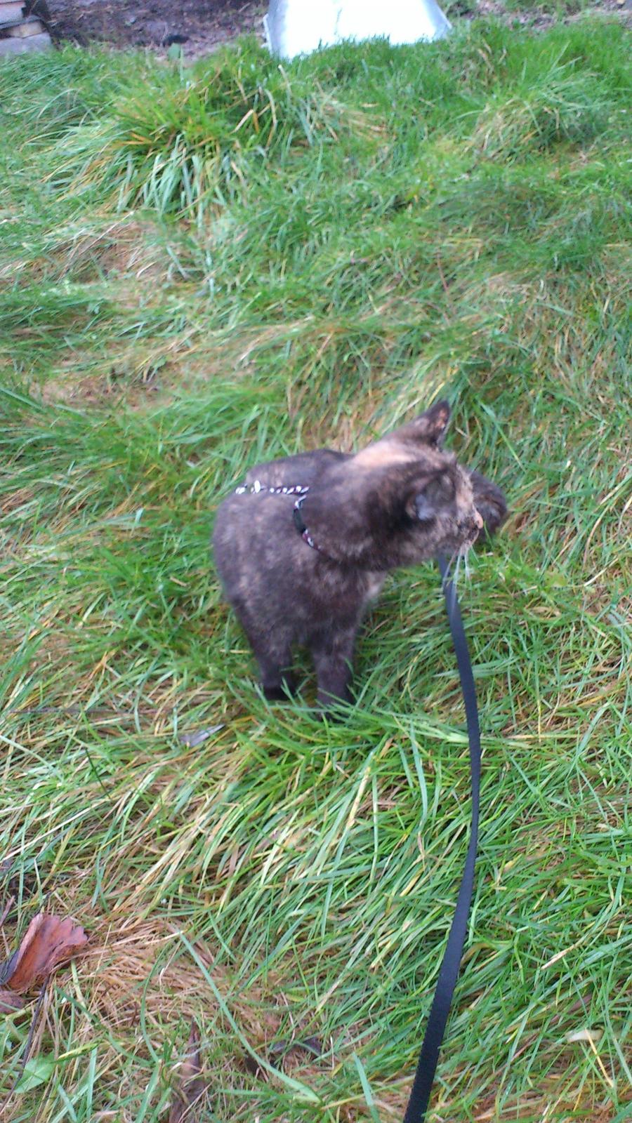 Huskat Aphrodite billede 8