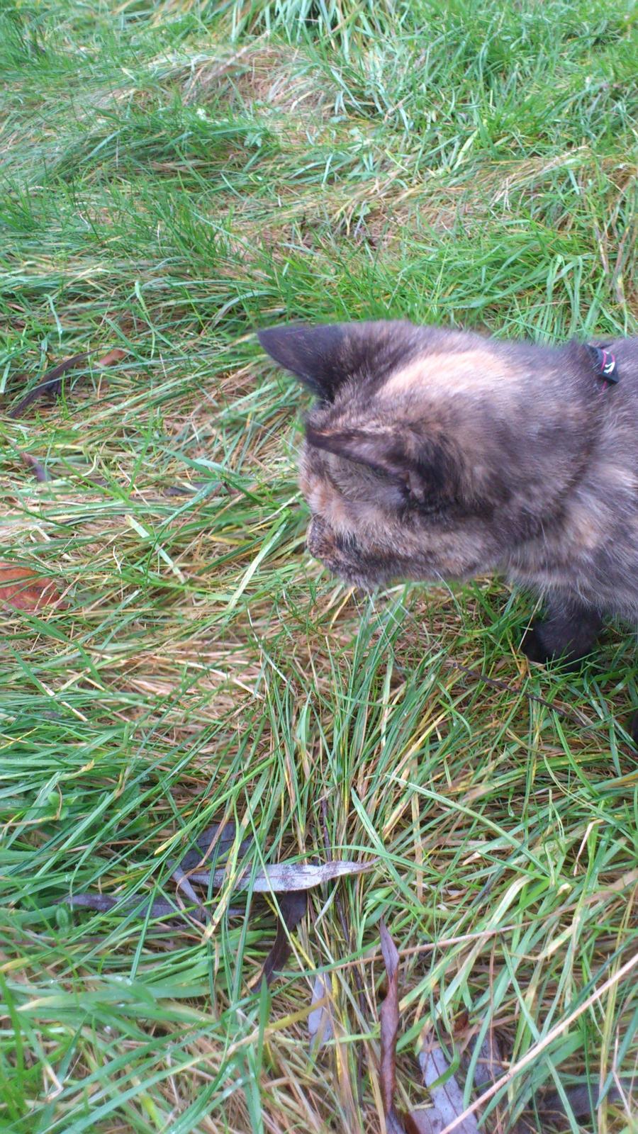 Huskat Aphrodite billede 9