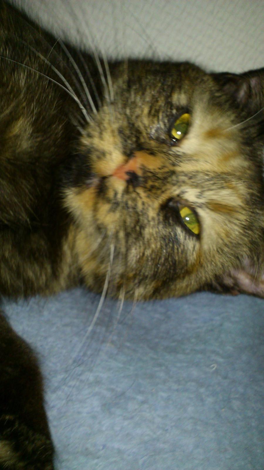 Huskat Aphrodite billede 10