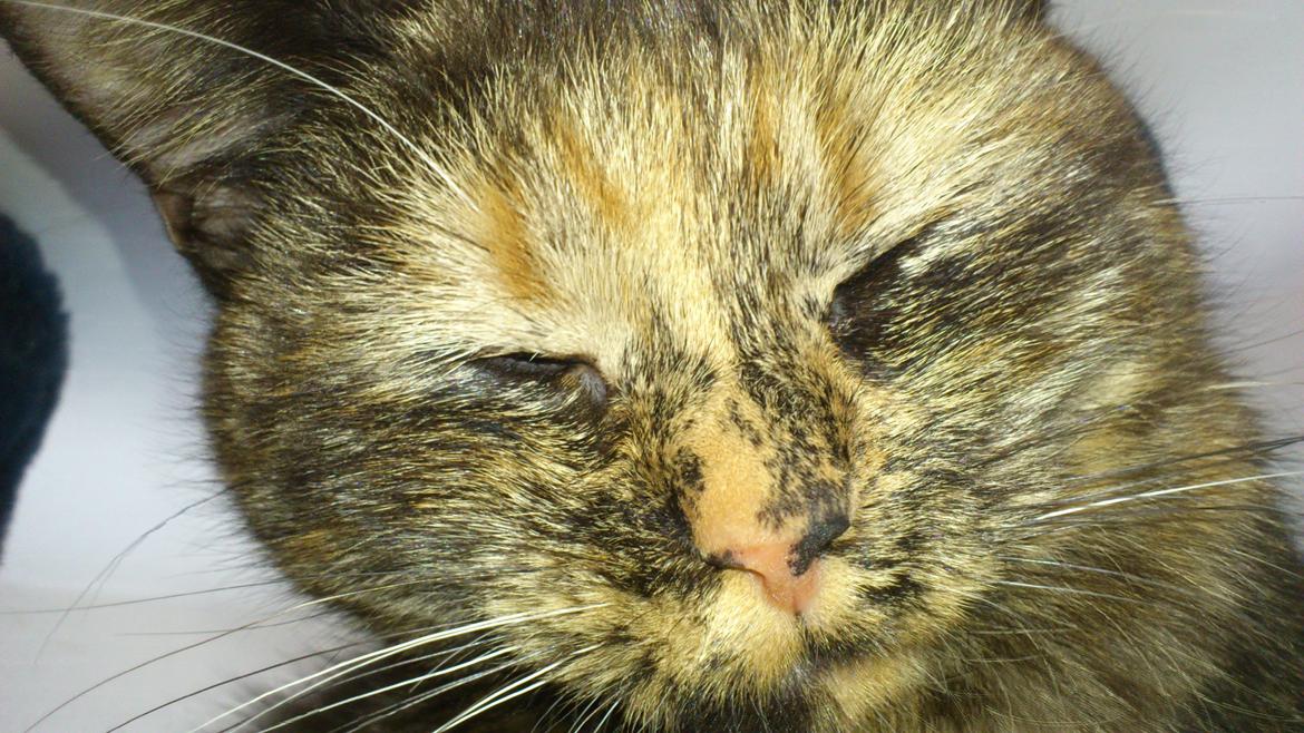 Huskat Aphrodite billede 11