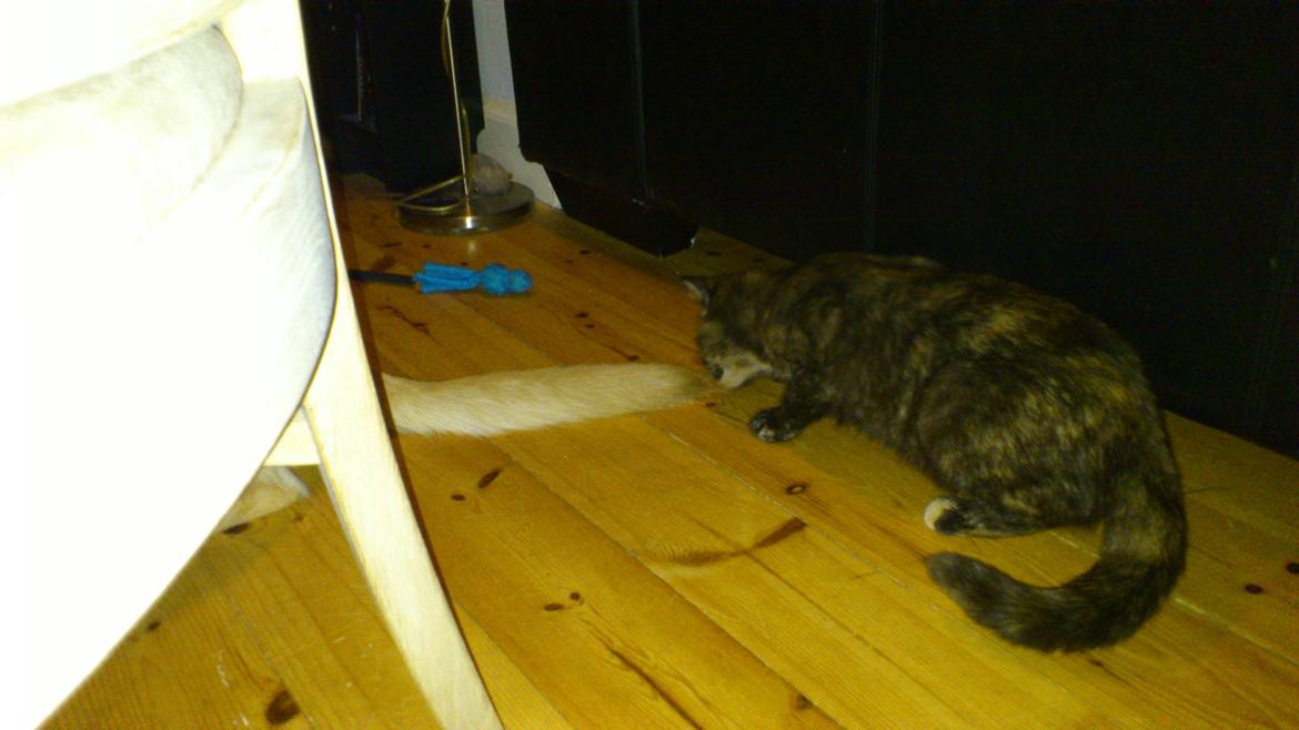 Huskat Aphrodite billede 12