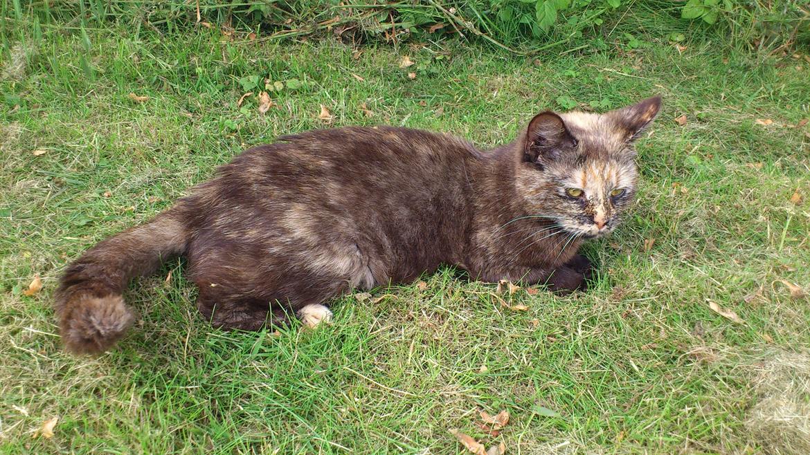 Huskat Aphrodite billede 13