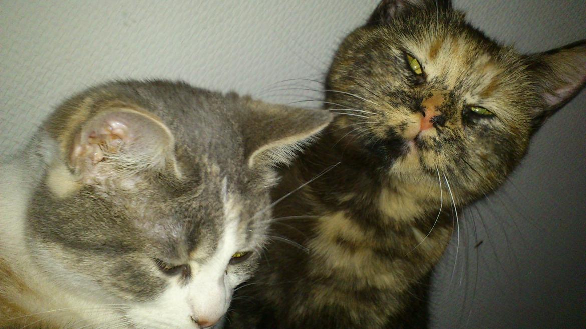 Huskat Aphrodite billede 14