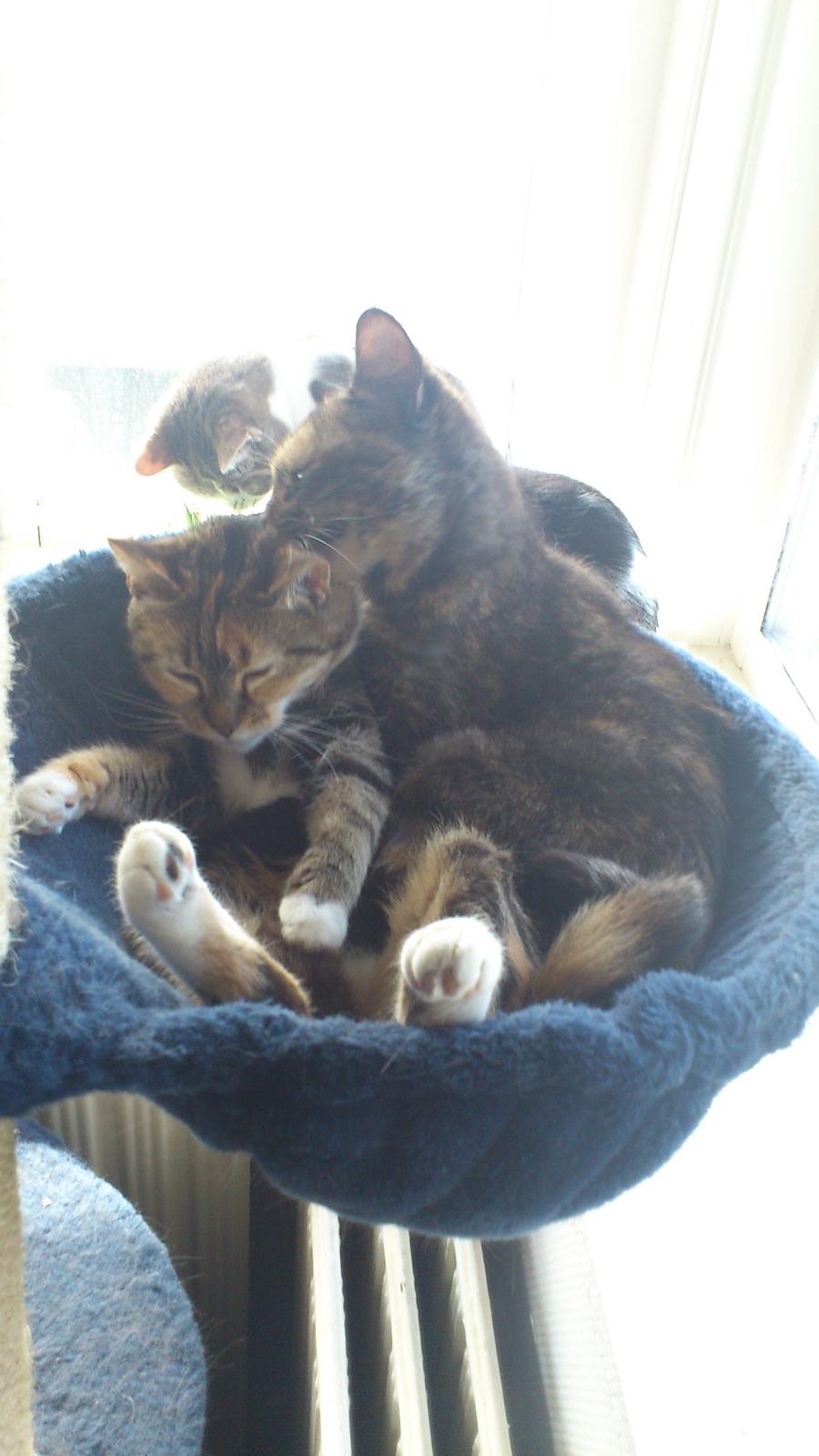 Huskat Aphrodite billede 15