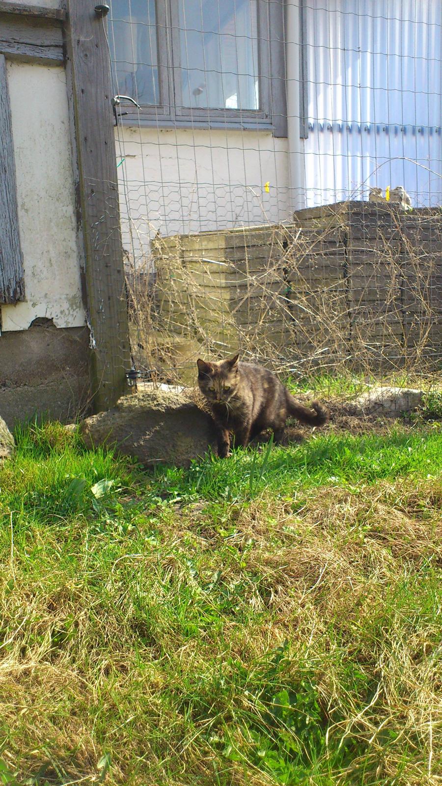 Huskat Aphrodite billede 16