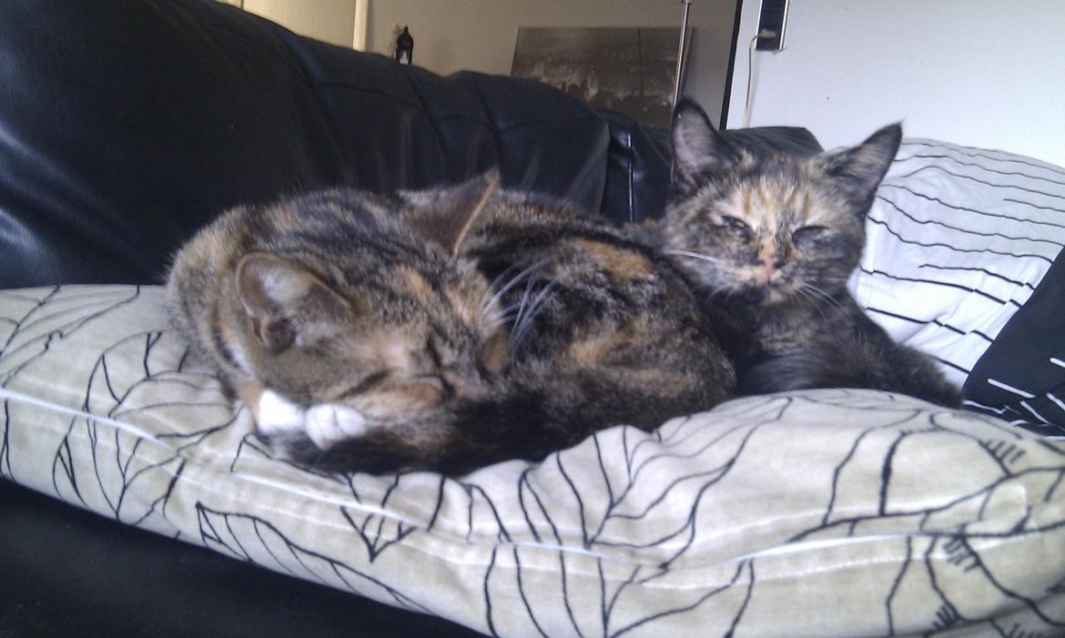 Huskat Aphrodite billede 17