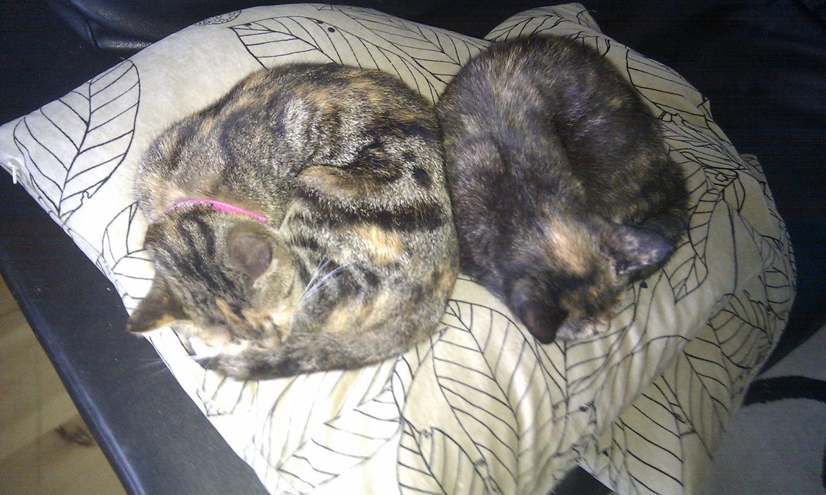 Huskat Aphrodite billede 18