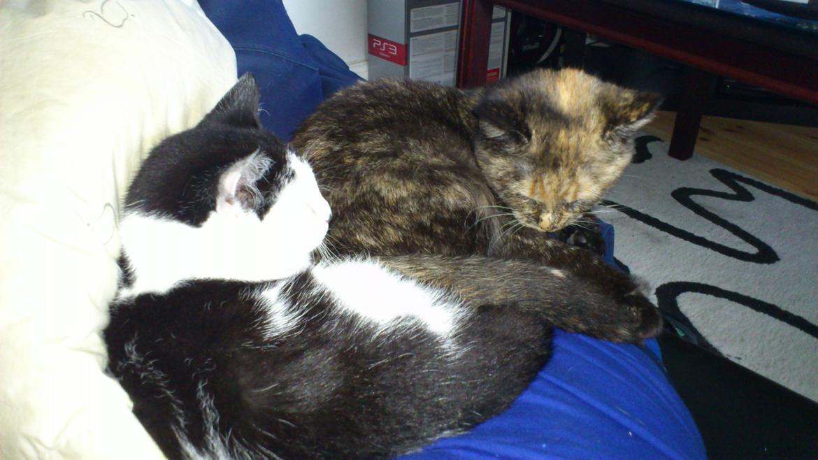 Huskat Aphrodite billede 20