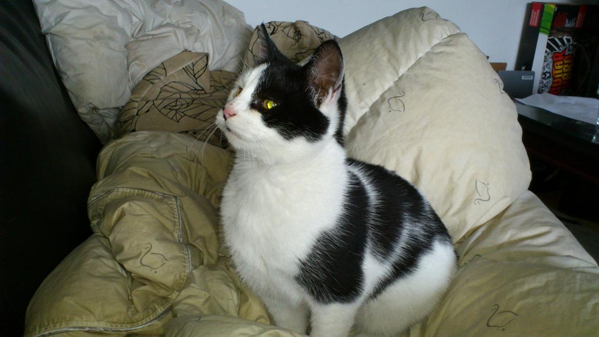 Huskat Athene billede 1