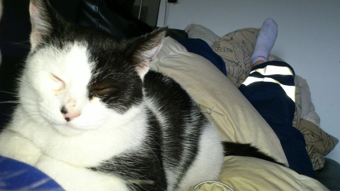 Huskat Athene billede 2