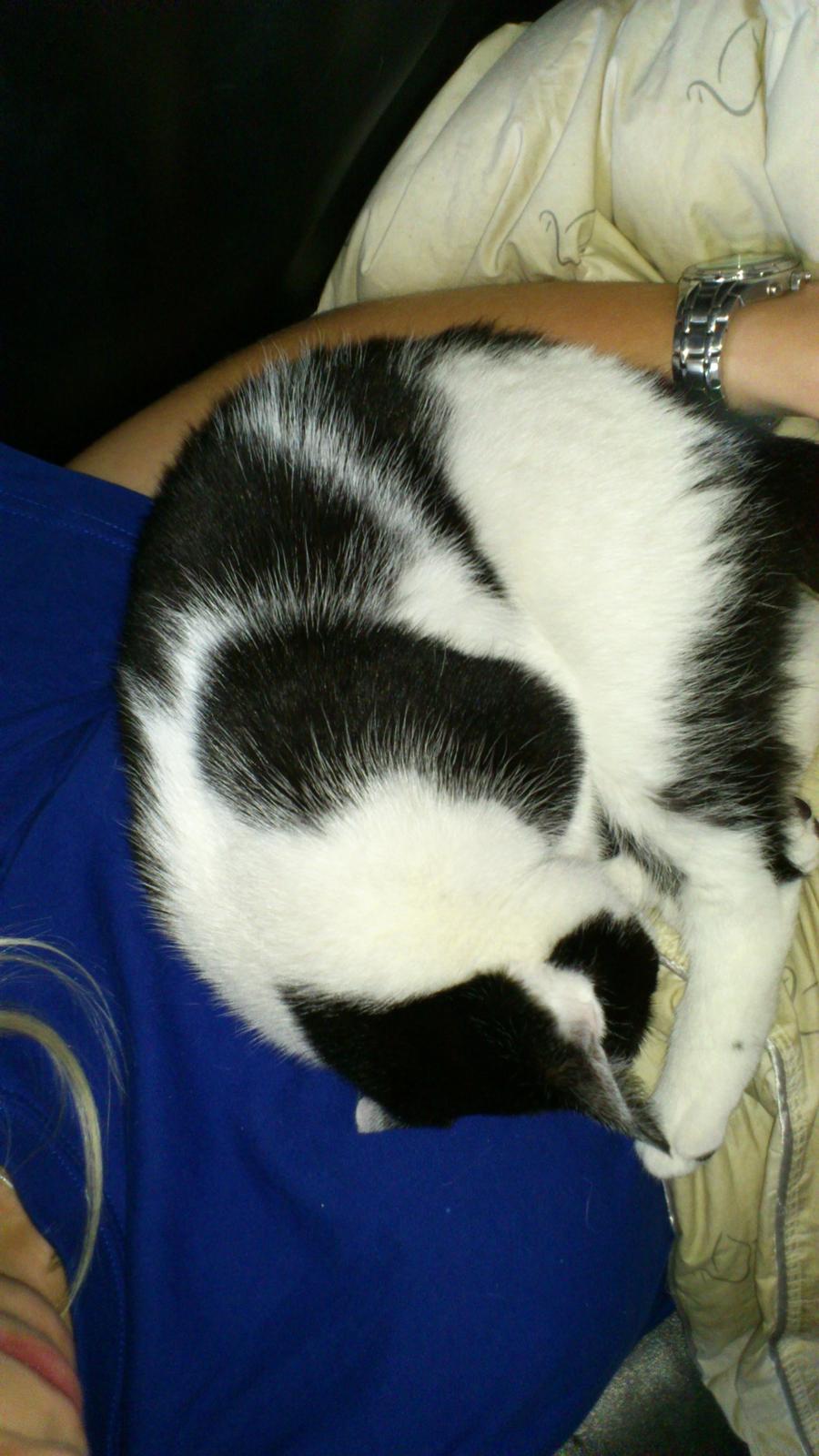 Huskat Athene billede 3