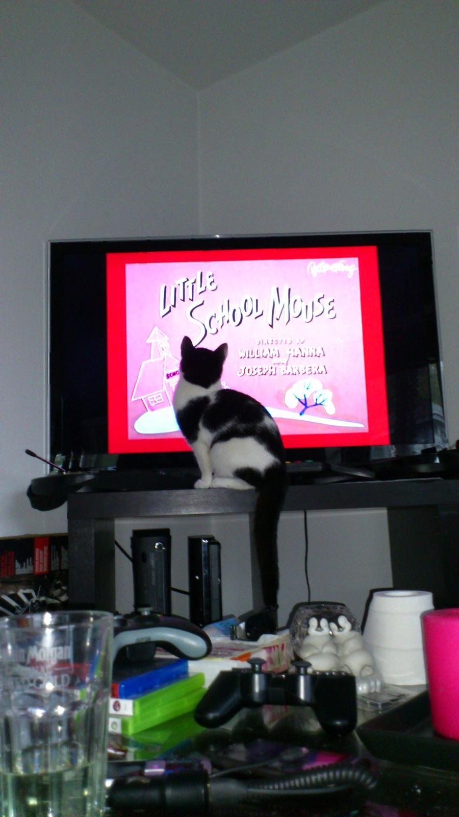 Huskat Athene billede 4