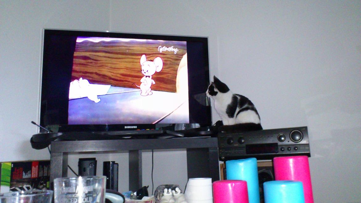 Huskat Athene billede 5