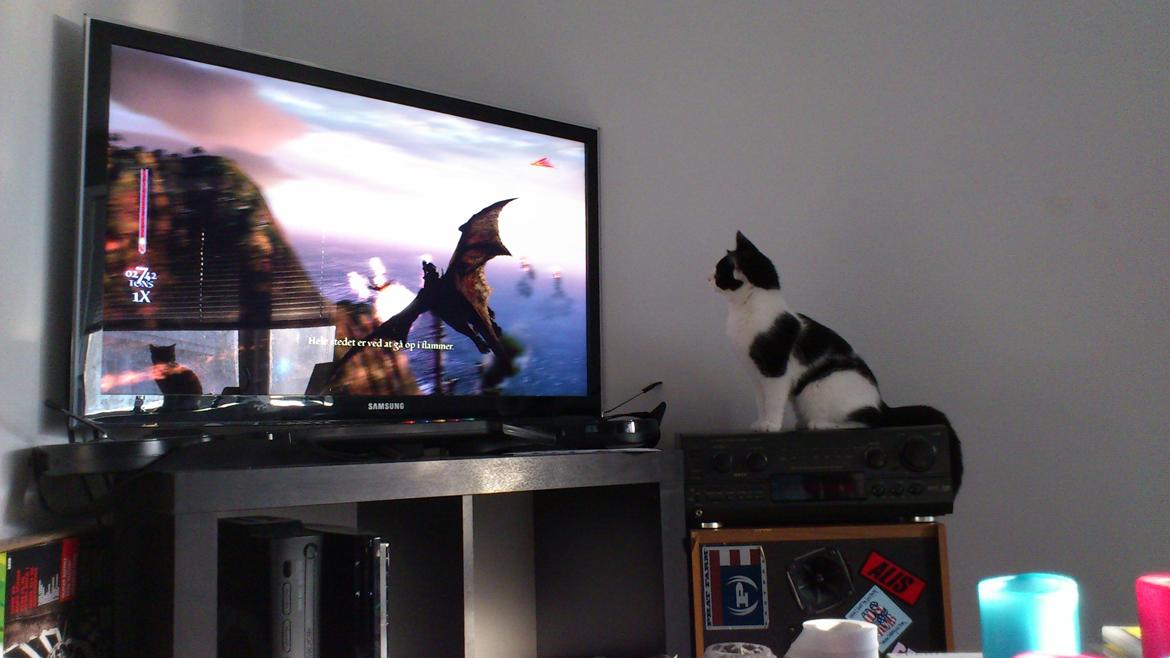 Huskat Athene billede 6