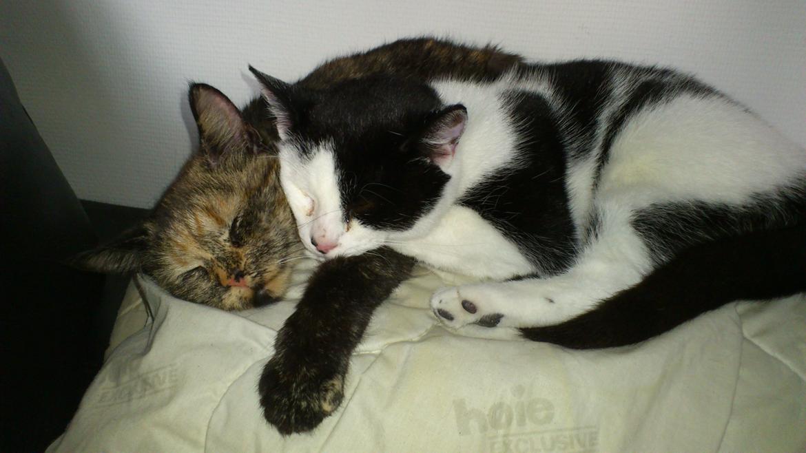 Huskat Athene billede 7