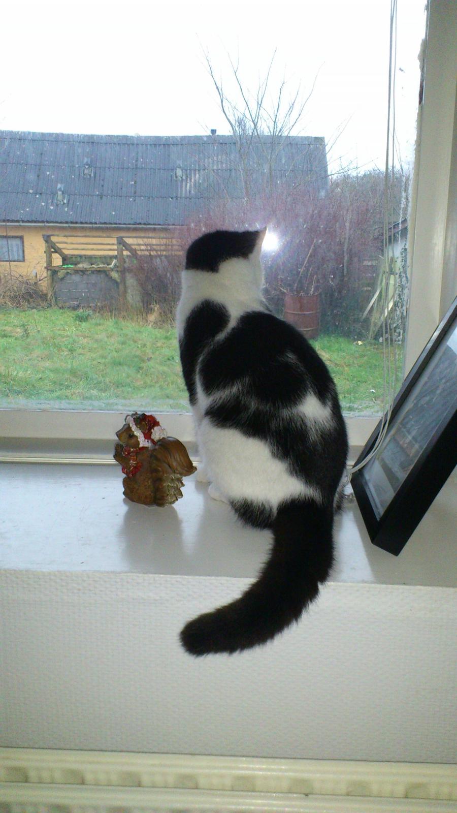 Huskat Athene billede 8