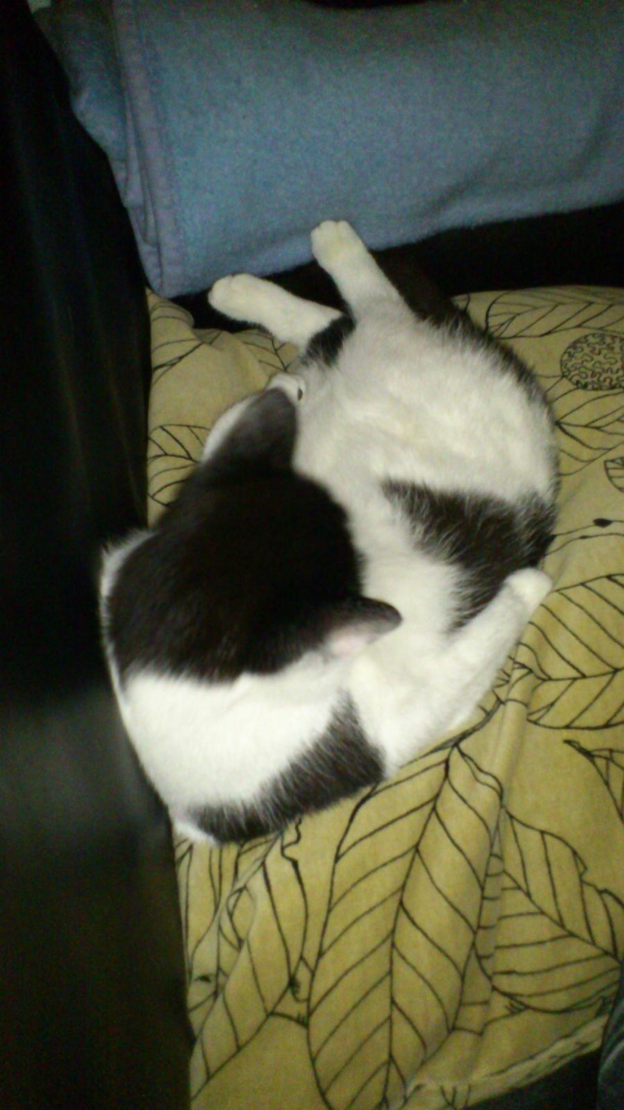 Huskat Athene billede 9