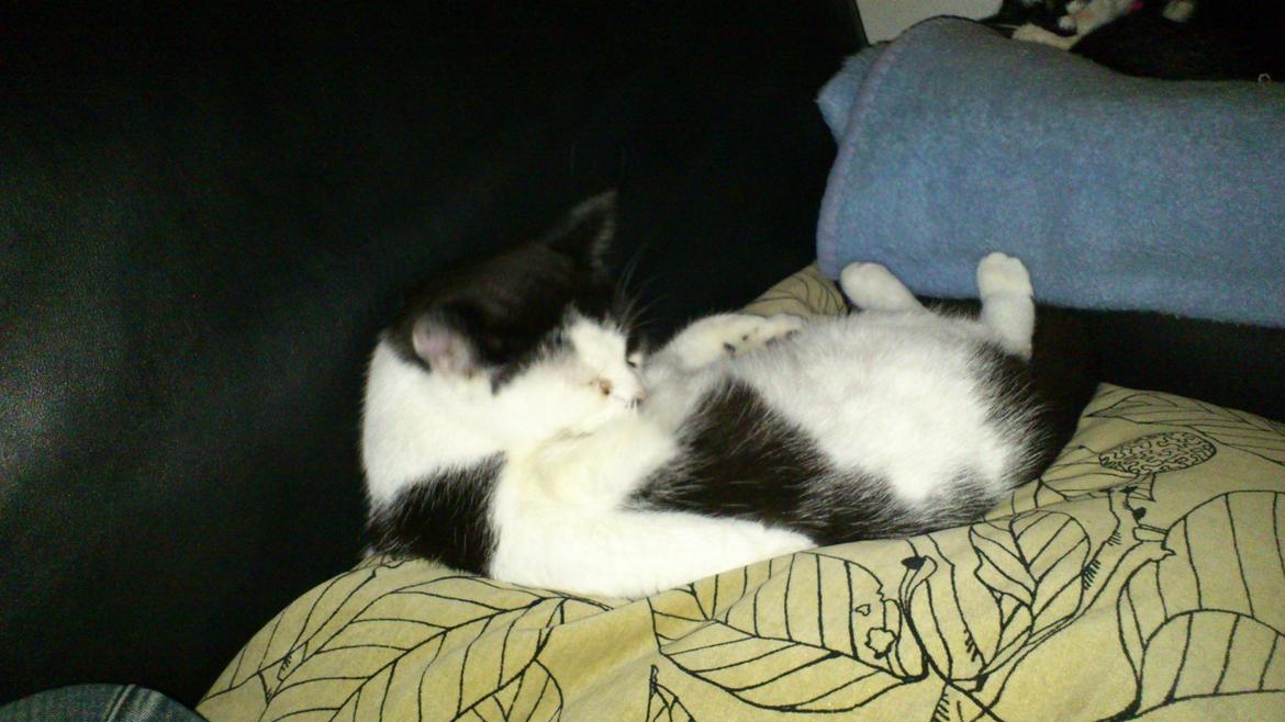 Huskat Athene billede 10