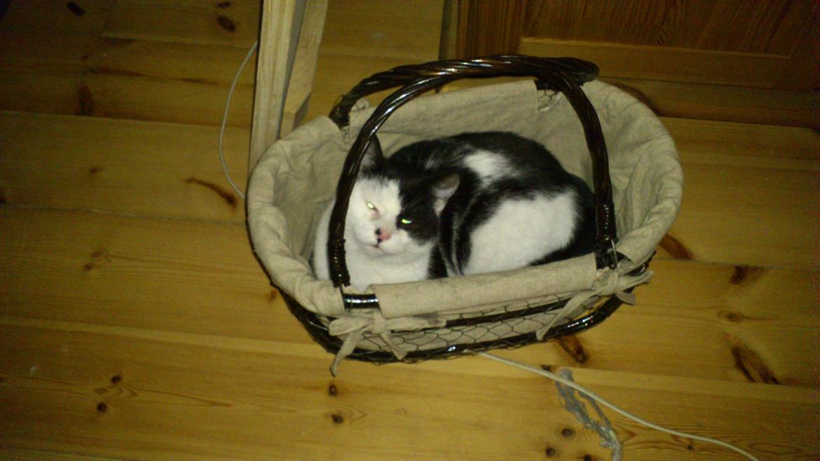 Huskat Athene billede 11