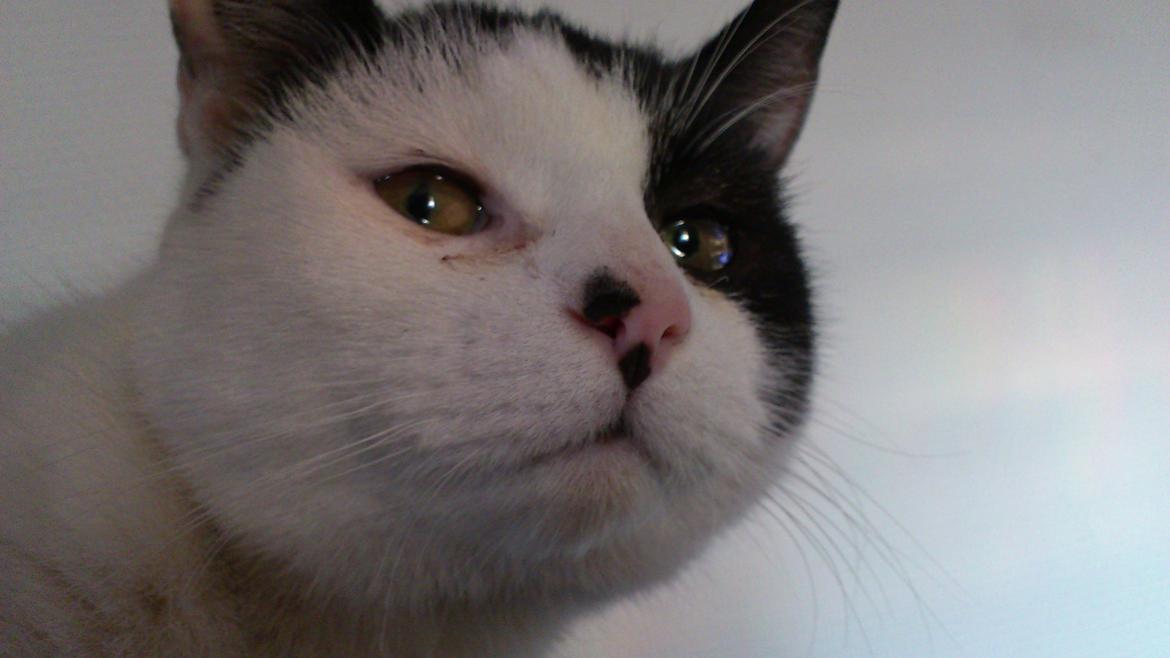 Huskat Athene billede 12