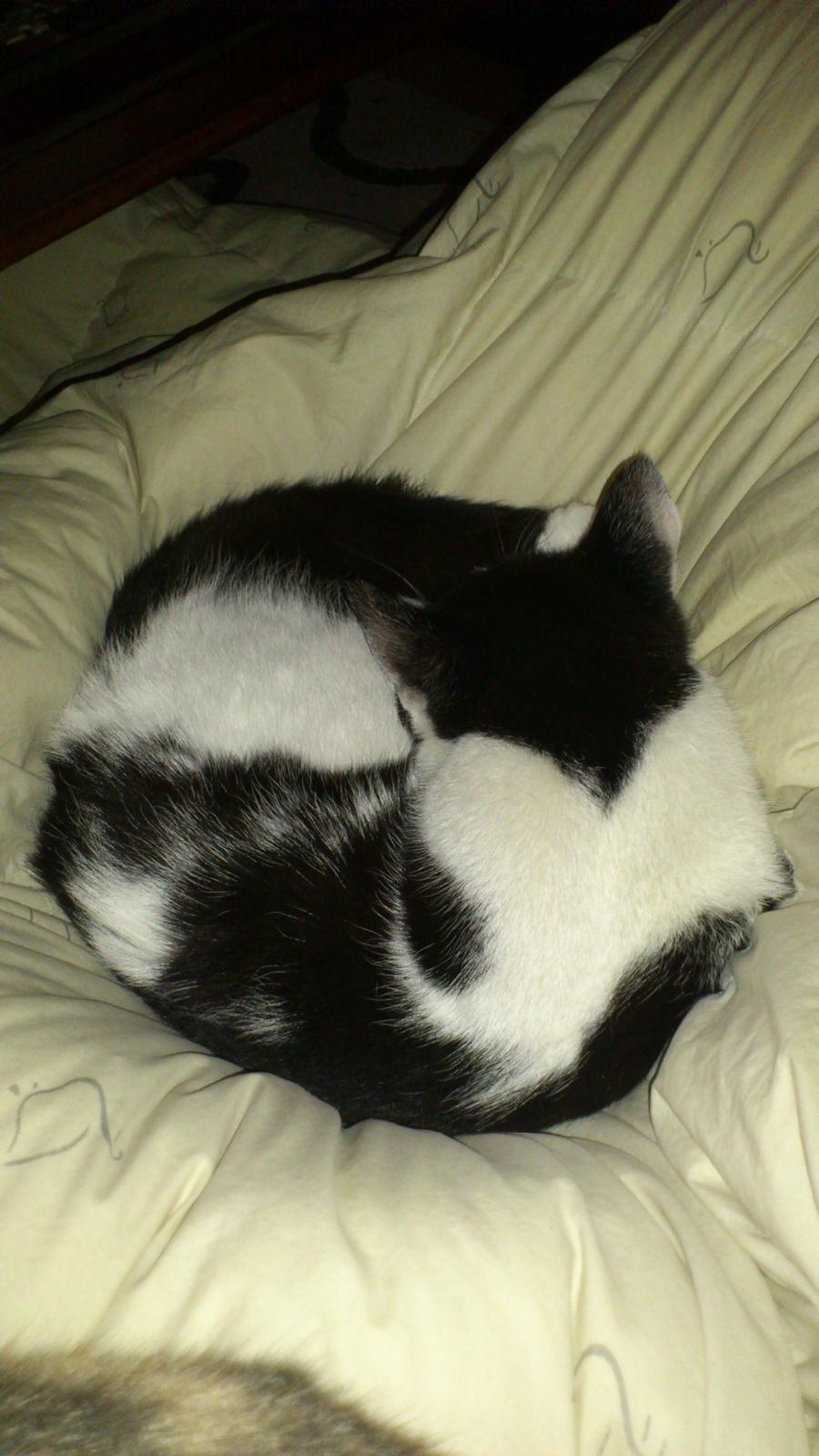 Huskat Athene billede 13