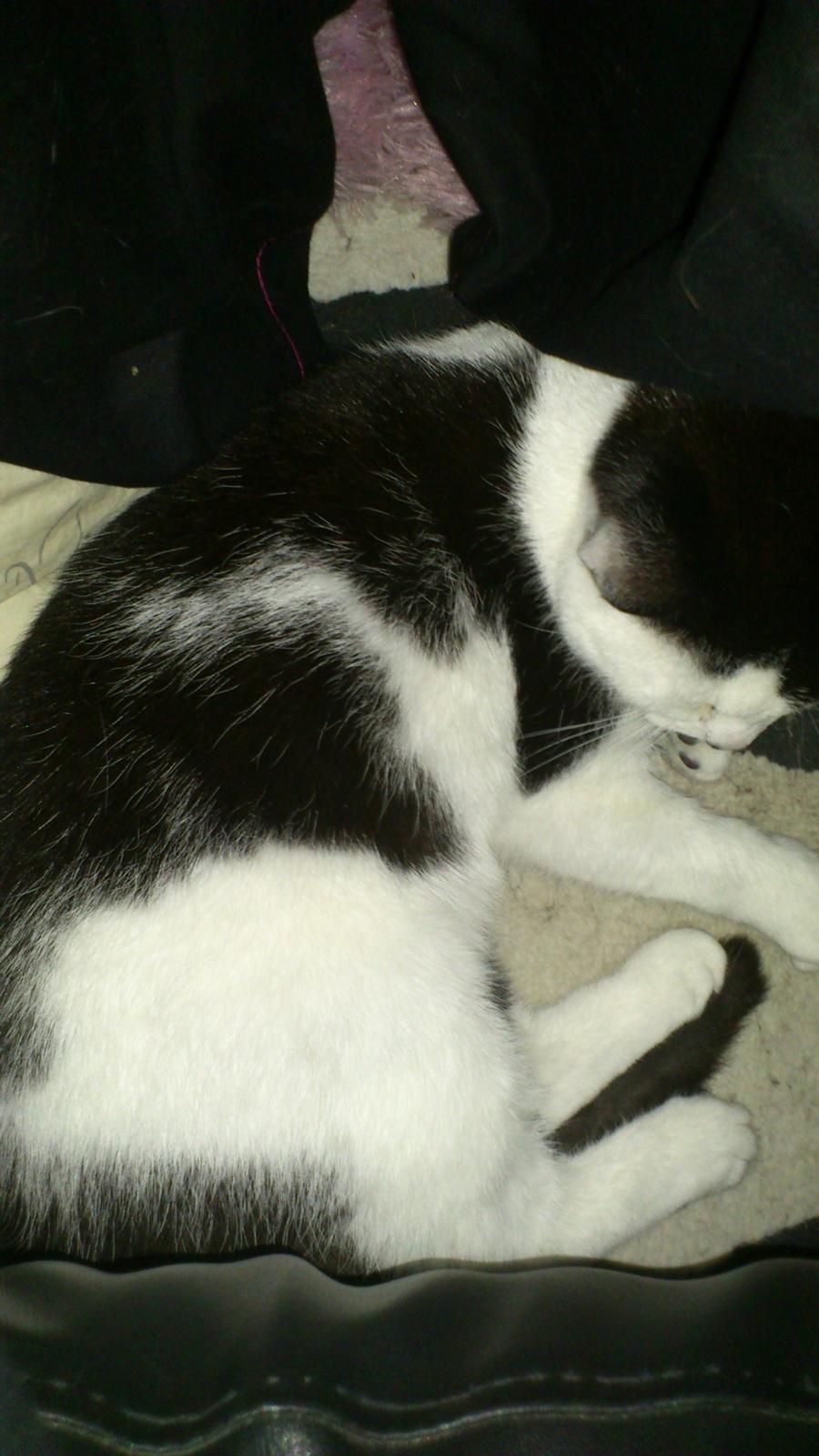 Huskat Athene billede 14