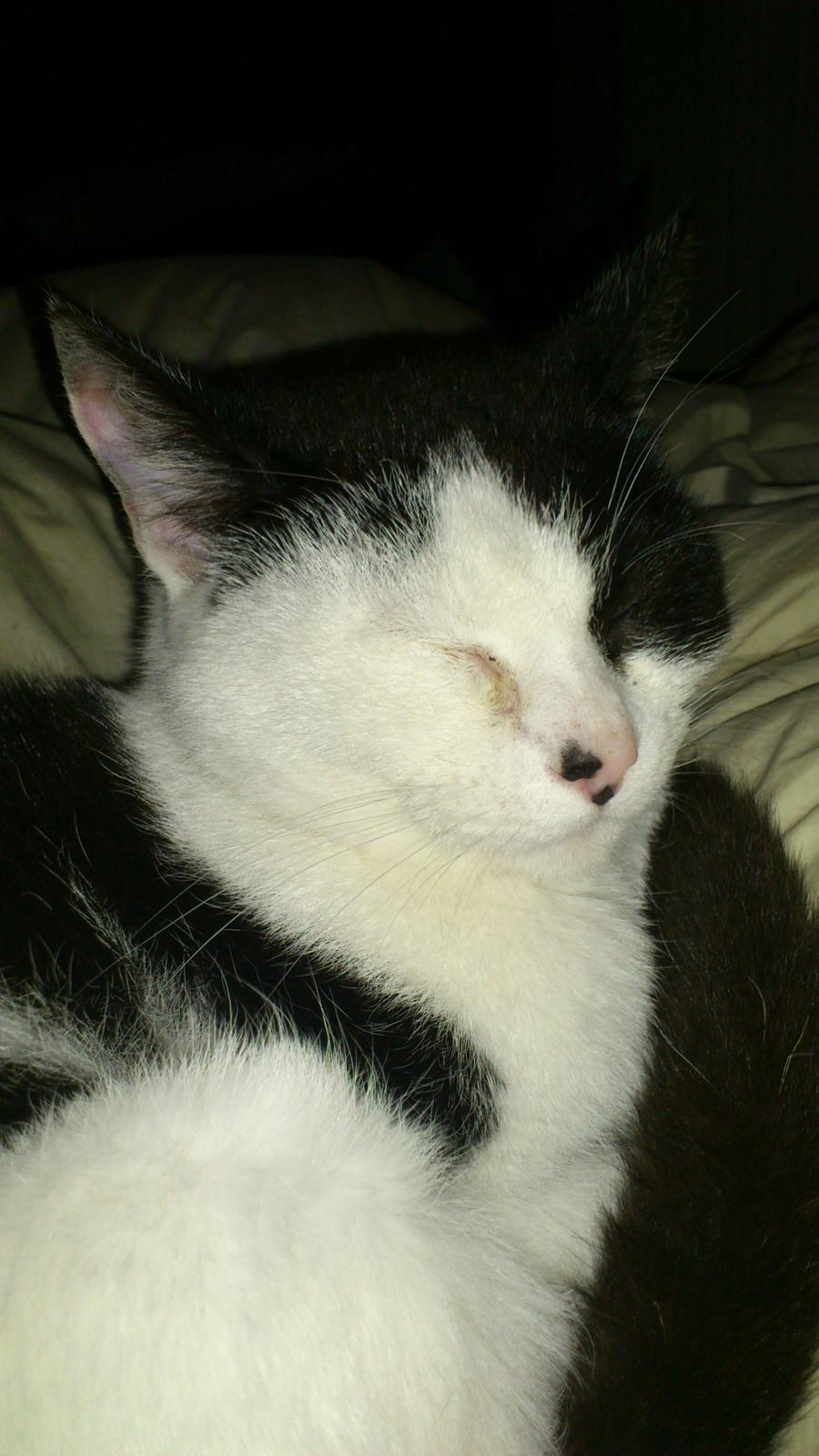 Huskat Athene billede 15