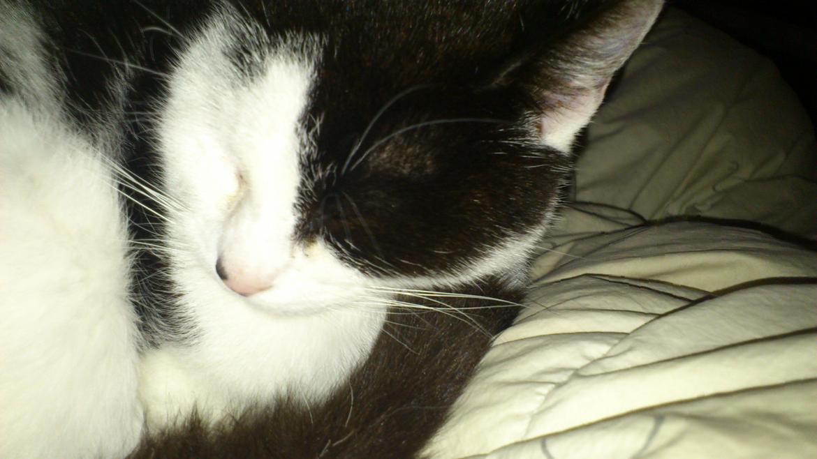 Huskat Athene billede 16