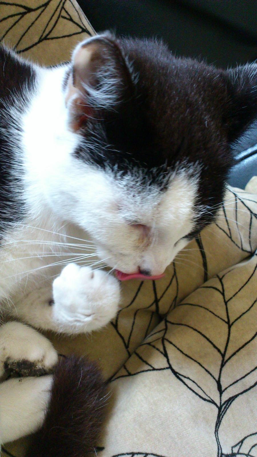 Huskat Athene billede 17