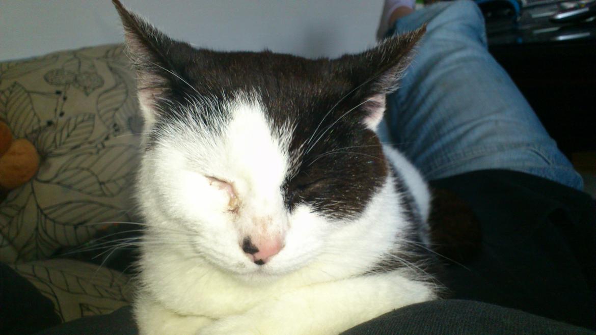 Huskat Athene billede 18