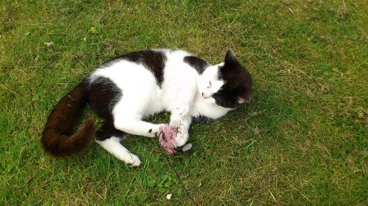 Huskat Athene billede 19