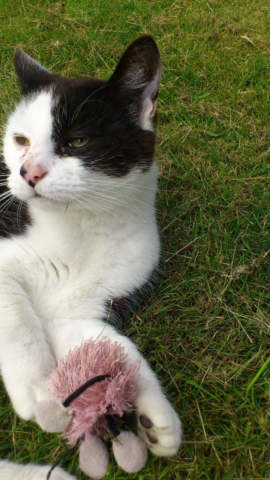 Huskat Athene billede 20