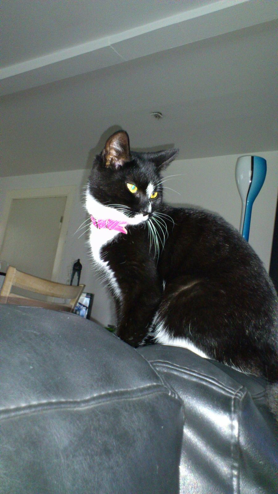 Huskat Perle billede 16