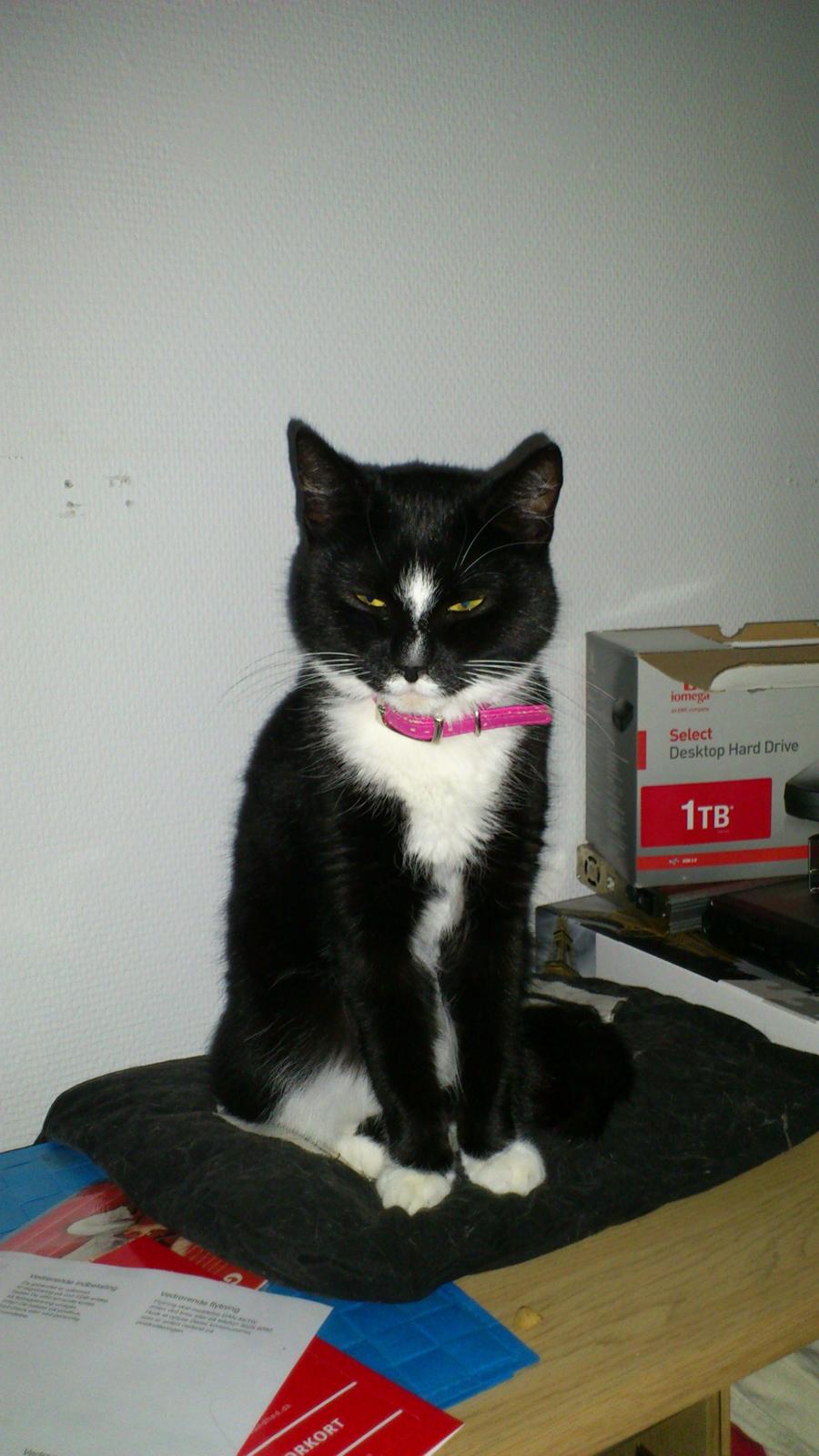 Huskat Perle billede 17