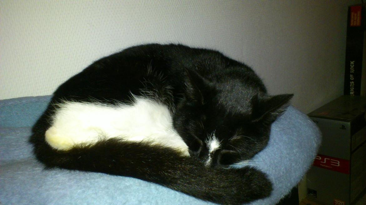 Huskat Perle billede 18