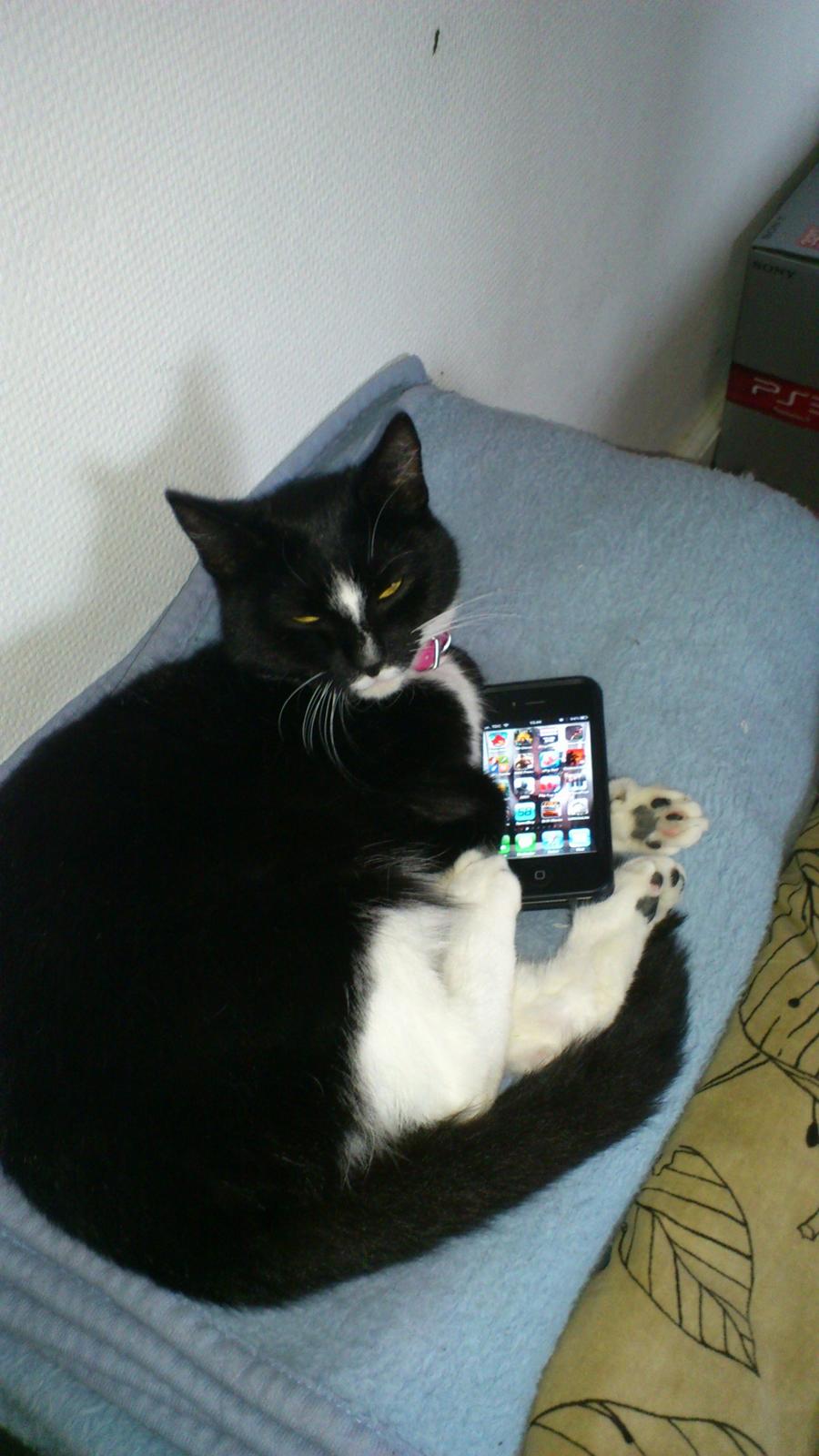 Huskat Perle billede 19