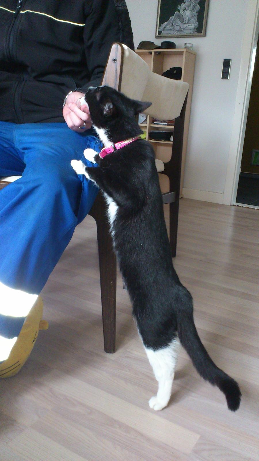 Huskat Perle billede 20