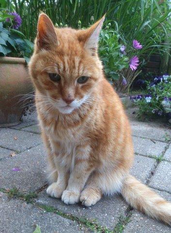 Huskat Numa billede 1