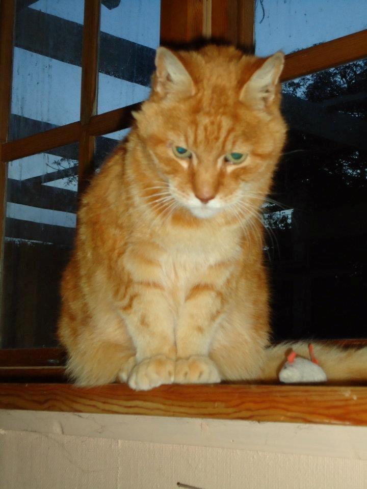 Huskat Numa billede 5