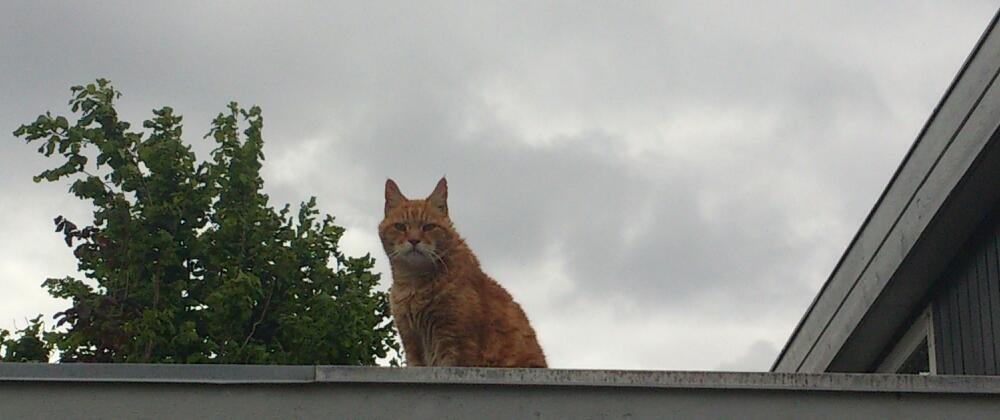 Huskat Numa billede 3