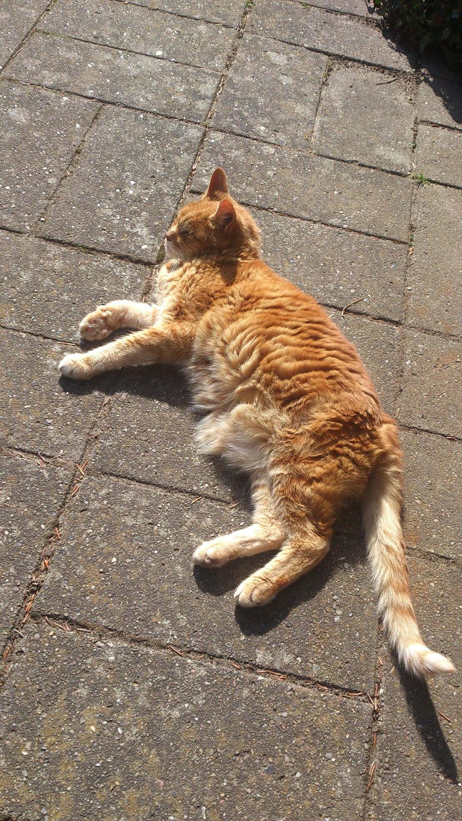 Huskat Numa billede 4