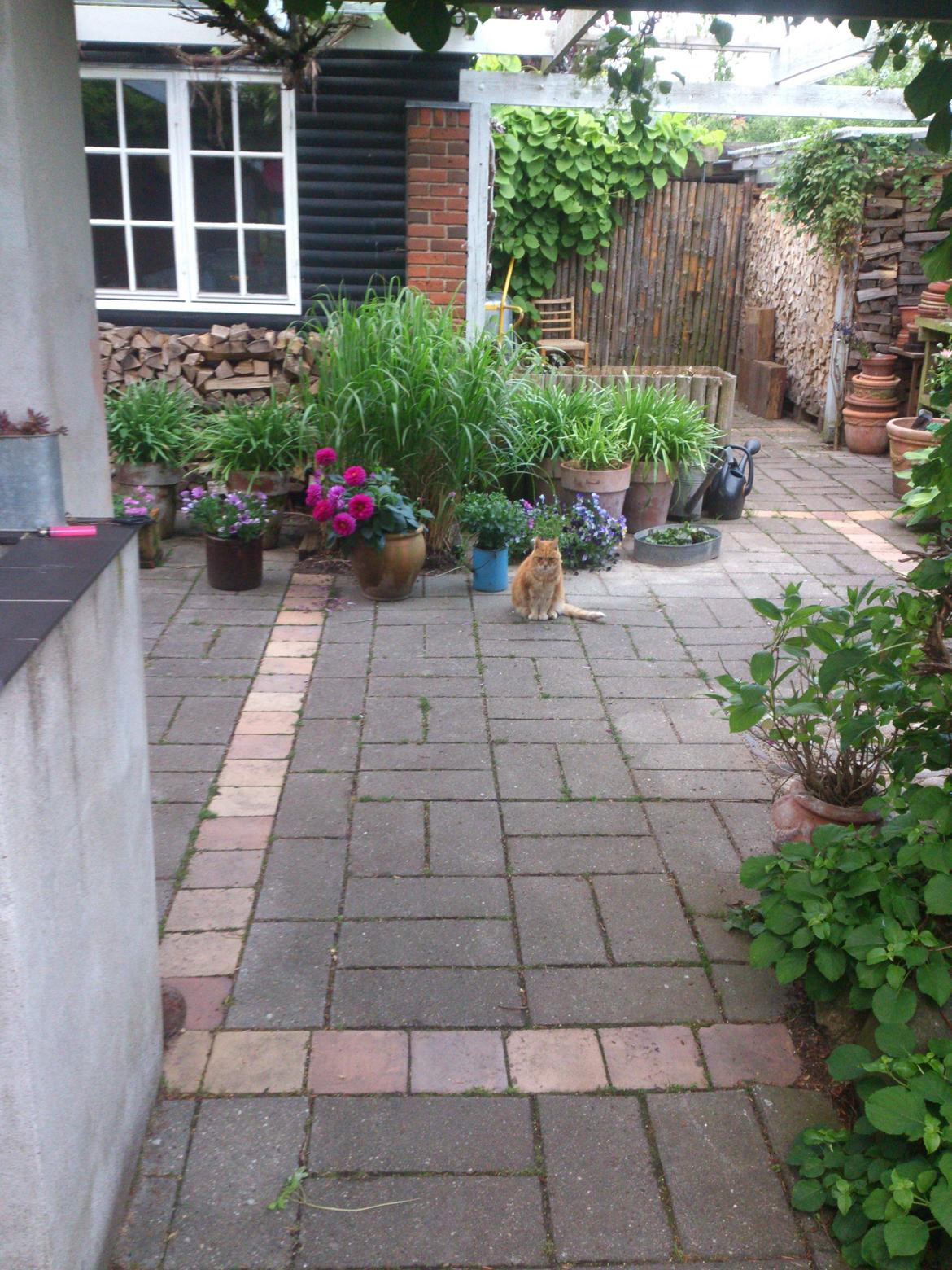 Huskat Numa billede 7