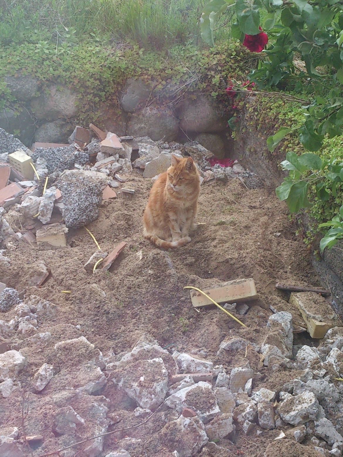 Huskat Numa billede 6