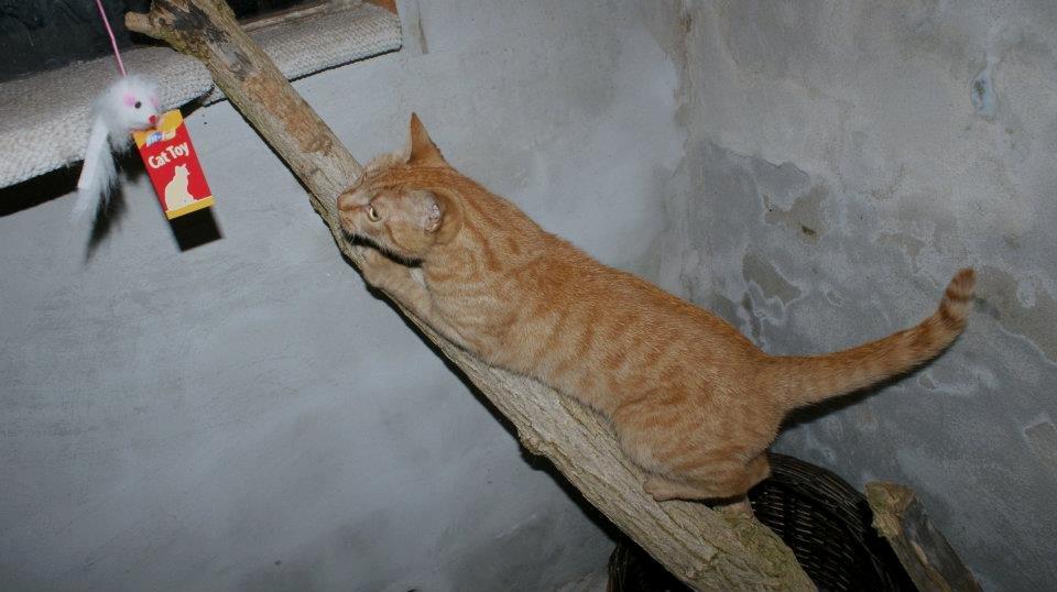 Europé IC. DK*Boholdt Super Karla billede 15