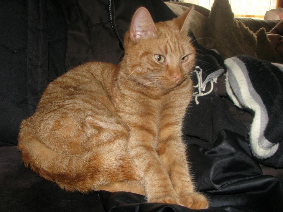 Europé IC. DK*Boholdt Super Karla billede 1